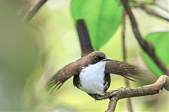 White-breasted Thrasher